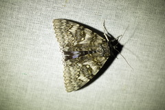 Catocala fraxini
