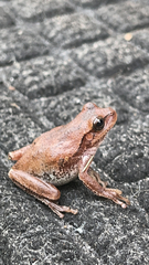 Hyla femoralis