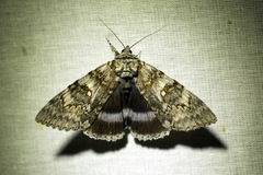 Catocala fraxini