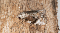 Etanna clopaea