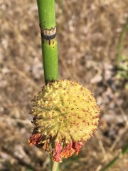Gaillardia aristata