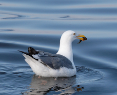 Gillichthys mirabilis