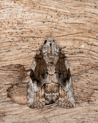 Etanna clopaea
