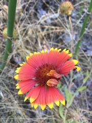 Gaillardia aristata