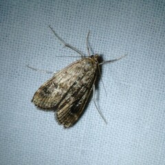 Parapoynx stratiotata