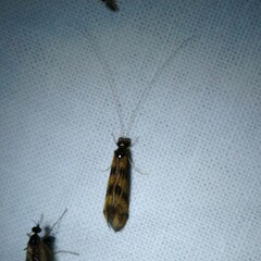 Mystacides longicornis