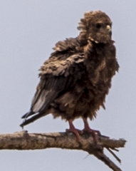 Terathopius ecaudatus