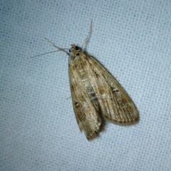 Parapoynx stratiotata