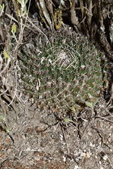 Mammillaria mystax