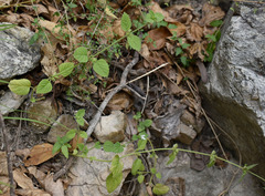 Leucas decemdentata