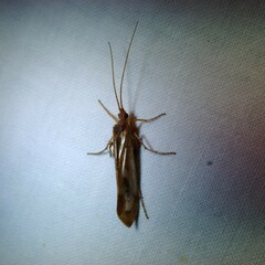 Limnephilus marmoratus
