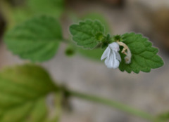 Leucas decemdentata