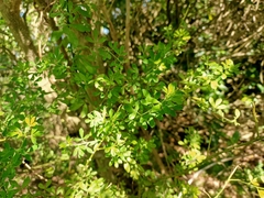 Genista monspessulana