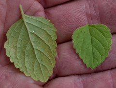 Leucas decemdentata