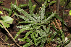 Adiantum hispidulum