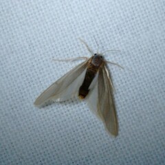 Acentria ephemerella