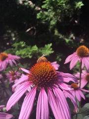 Apis mellifera
