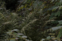 Athyrium