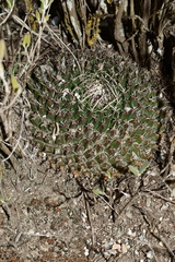 Mammillaria mystax