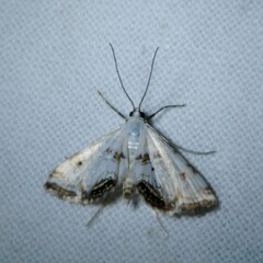 Cataclysta lemnata