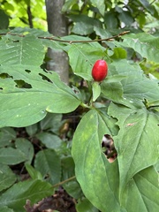 Trillium undulatum