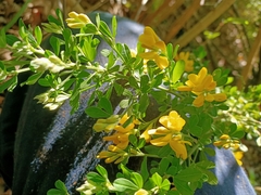 Genista monspessulana