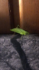 Amblycorypha oblongifolia