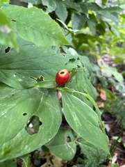 Trillium undulatum
