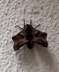 Paonias excaecata
