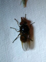 Rhingia campestris