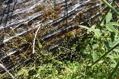 Myosotis laxa