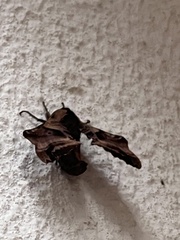 Paonias excaecata