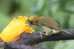 Semnornis frantzii
