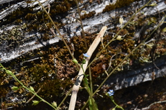 Myosotis laxa