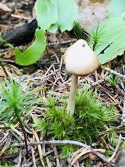 Entoloma strictius