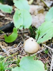 Entoloma strictius