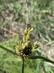 Cyperus eragrostis