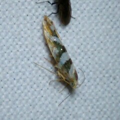 Argyresthia goedartella
