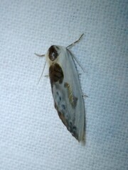 Cilix glaucata