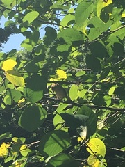 Troglodytes aedon
