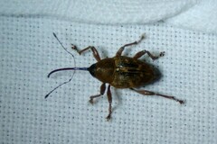 Curculio glandium