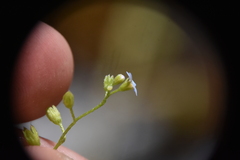 Myosotis laxa