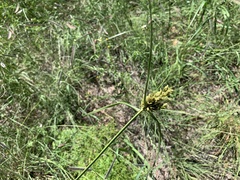 Cyperus eragrostis