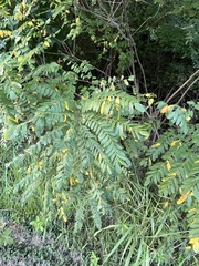 Amorpha fruticosa