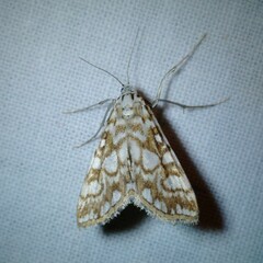 Elophila nymphaeata