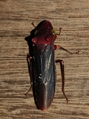 Cicadellinae