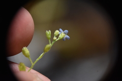 Myosotis laxa