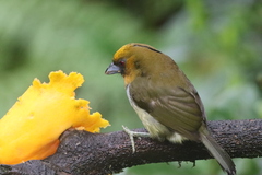 Semnornis frantzii