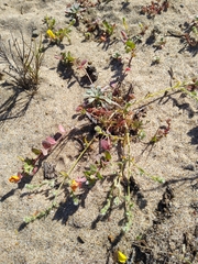 Camissoniopsis cheiranthifolia cheiranthifolia