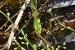 Myosotis laxa